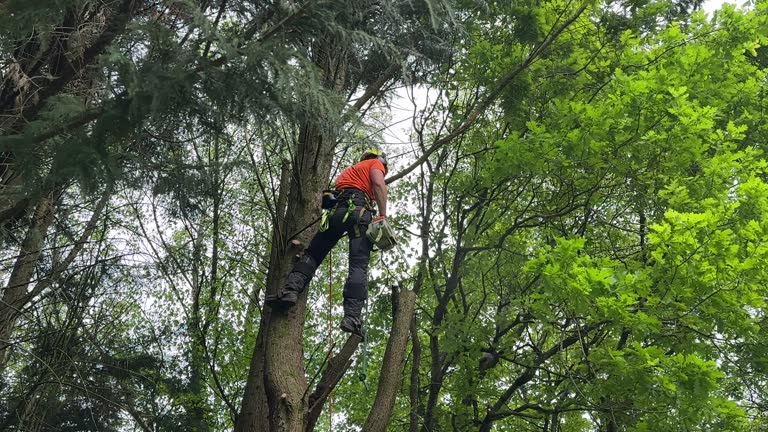 Best Root Management and Removal  in , FL