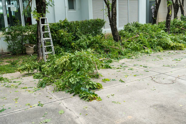 Best Palm Tree Trimming  in , FL